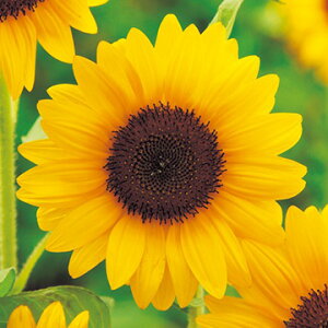   Ђ܂ F1Tb`IW50 ^LCc v ƒ؉ cp Ԃ̂炵  Y t[