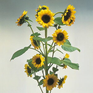   Ђ܂ o^C ^LCc v ƒ؉ cp Ԃ̂炵  Y t[