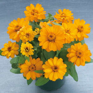   S x[Y_uIW ^LCc v ƒ؉ cp Ԃ̂炵  Y t[