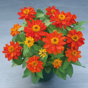   S x[Y_uXJ[bg ^LCc v ƒ؉ cp Ԃ̂炵  Y t[