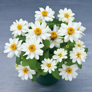   S x[Y_uzCg ^LCc v ƒ؉ cp Ԃ̂炵  Y t[