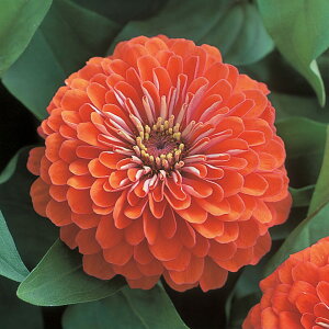   S F1h[hR[ ^LCc v ƒ؉ cp Ԃ̂炵  Y t[