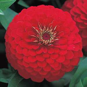   S F1h[hJ[}C ^LCc v ƒ؉ cp Ԃ̂炵  Y t[