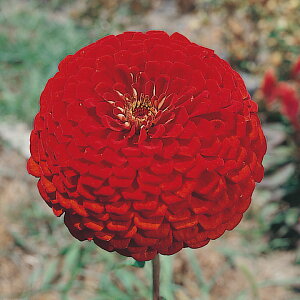   S XJ[bgt[ ^LCc v ƒ؉ cp Ԃ̂炵  Y t[