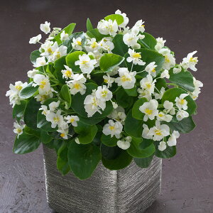   xSjA F1tBIizCg ^LCc v ƒ؉ cp Ԃ̂炵  Y t[