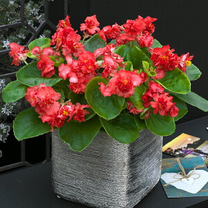   xSjA F1tBIibh ^LCc v ƒ؉ cp Ԃ̂炵  Y t[