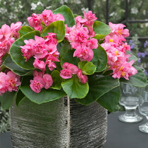   xSjA F1tBIi[Y ^LCc v ƒ؉ cp Ԃ̂炵  Y t[