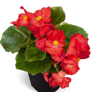   xSjA F1XvgvXbh ^LCc v ƒ؉ cp Ԃ̂炵  Y t[