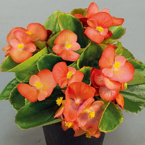   xSjA F1XvgvXIW ^LCc v ƒ؉ cp Ԃ̂炵  Y t[