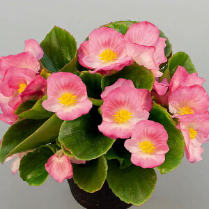   xSjA F1XvgvXsN ^LCc v ƒ؉ cp Ԃ̂炵  Y t[