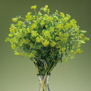   uvE uvE ^LCc v ƒ؉ cp Ԃ̂炵  Y t[