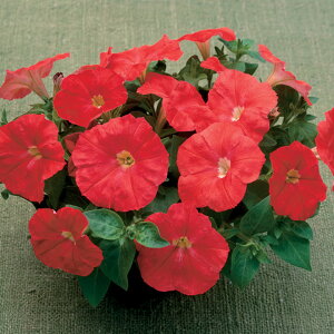   y`jA F1fB[oXJ[bg ^LCc v ƒ؉ cp Ԃ̂炵  Y t[