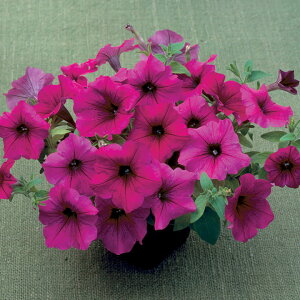   y`jA F1fB[op[v ^LCc v ƒ؉ cp Ԃ̂炵  Y t[