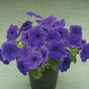   y`jA F1fB[ogD[u[ ^LCc v ƒ؉ cp Ԃ̂炵  Y t[