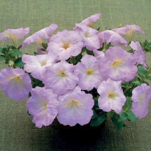 花 種 ペチュニア F1ディーバラベンダーピンク タキイ種苗 プロ向け 家庭菜園 営利用 花のある暮らし 大量 生産 フラワー