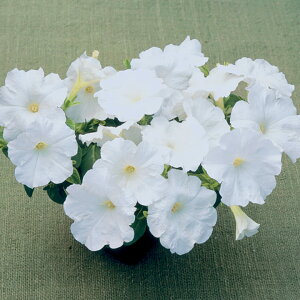   y`jA F1fB[ozCg ^LCc v ƒ؉ cp Ԃ̂炵  Y t[
