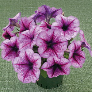   y`jA F1fB[op[vxC ^LCc v ƒ؉ cp Ԃ̂炵  Y t[