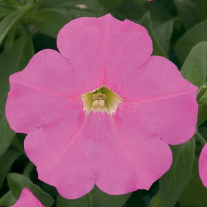   y`jA F1e[iCgsN ^LCc v ƒ؉ cp Ԃ̂炵  Y t[