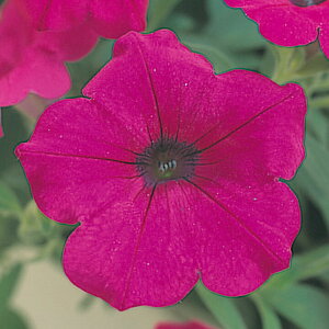   y`jA F1e[ip[v ^LCc v ƒ؉ cp Ԃ̂炵  Y t[