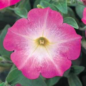   y`jA F1e[i[Y[ ^LCc v ƒ؉ cp Ԃ̂炵  Y t[