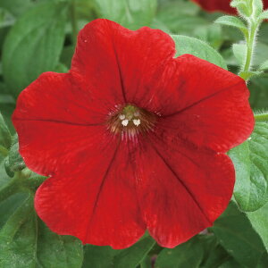   y`jA F1e[ibh ^LCc v ƒ؉ cp Ԃ̂炵  Y t[