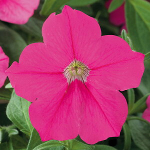   y`jA F1e[i[Y ^LCc v ƒ؉ cp Ԃ̂炵  Y t[