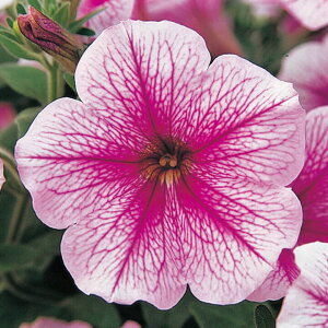   y`jA F1e[iYx[ACX ^LCc v ƒ؉ cp Ԃ̂炵  Y t[