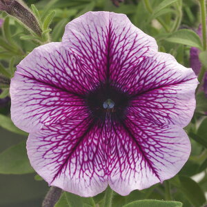   y`jA F1e[ip[vACX ^LCc v ƒ؉ cp Ԃ̂炵  Y t[