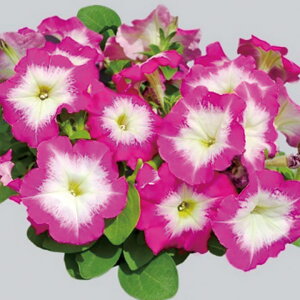   y`jA F1}{GP[Y[ ^LCc v ƒ؉ cp Ԃ̂炵  Y t[