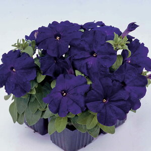   y`jA F1}{GPu[ ^LCc v ƒ؉ cp Ԃ̂炵  Y t[