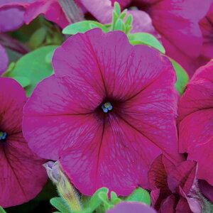   y`jA F1}{GPo[KfB ^LCc v ƒ؉ cp Ԃ̂炵  Y t[