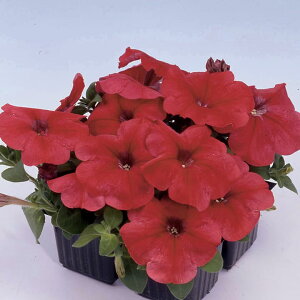   y`jA F1}{GPbh ^LCc v ƒ؉ cp Ԃ̂炵  Y t[