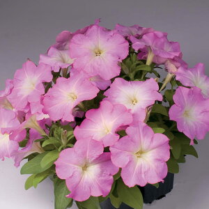 花 種 ペチュニア F1マンボGPピンクモーン タキイ種苗 プロ向け 家庭菜園 営利用 花のある暮らし 大量 生産 フラワー