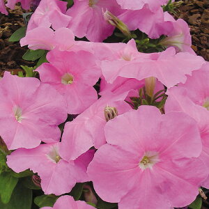   y`jA F1}{GPXC[gsN ^LCc v ƒ؉ cp Ԃ̂炵  Y t[