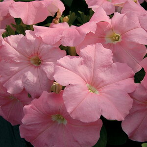   y`jA F1}{GPs[` ^LCc v ƒ؉ cp Ԃ̂炵  Y t[