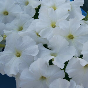   y`jA F1}{GPzCg ^LCc v ƒ؉ cp Ԃ̂炵  Y t[