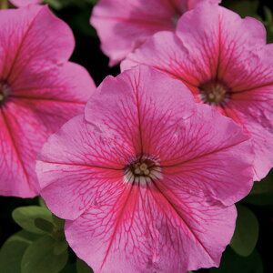 花 種 ペチュニア F1マンボGPローズベイン タキイ種苗 プロ向け 家庭菜園 営利用 花のある暮らし 大量 生産 フラワー