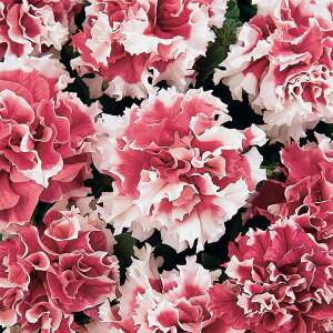   y`jA F1bhsGbg ^LCc v ƒ؉ cp Ԃ̂炵  Y t[