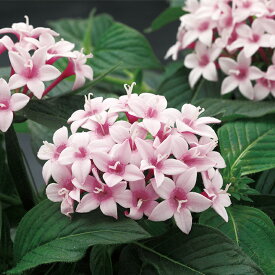 花 種 ペンタス F1グラフィティ20/20アップルブロッサム タキイ種苗 プロ向け 家庭菜園 営利用 花のある暮らし 大量 生産 フラワー