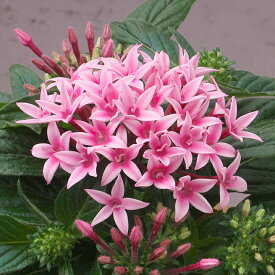 花 種 ペンタス F1グラフィティ20/20フラーティーピンク タキイ種苗 プロ向け 家庭菜園 営利用 花のある暮らし 大量 生産 フラワー