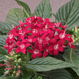 花 種 ペンタス F1グラフィティ20/20フクシア タキイ種苗 プロ向け 家庭菜園 営利用 花のある暮らし 大量 生産 フラワー