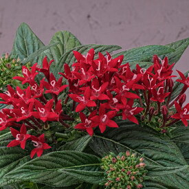 花 種 ペンタス F1グラフィティ20/20レーザーピンク タキイ種苗 プロ向け 家庭菜園 営利用 花のある暮らし 大量 生産 フラワー