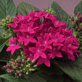 花 種 ペンタス F1グラフィティ20/20ルビー タキイ種苗 プロ向け 家庭菜園 営利用 花のある暮らし 大量 生産 フラワー