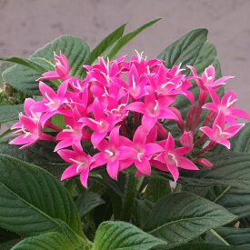 花 種 ペンタス F1グラフィティ20/20トゥルーピンク タキイ種苗 プロ向け 家庭菜園 営利用 花のある暮らし 大量 生産 フラワー