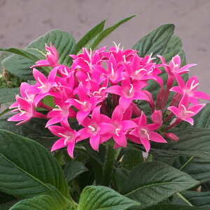   y^X F1OtBeB20/20gD[sN ^LCc v ƒ؉ cp Ԃ̂炵  Y t[