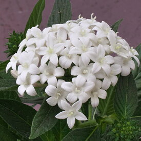 花 種 ペンタス F1グラフィティ20/20ホワイト タキイ種苗 プロ向け 家庭菜園 営利用 花のある暮らし 大量 生産 フラワー