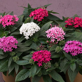 花 種 ペンタス F1グラフィティ20/20ミックス タキイ種苗 プロ向け 家庭菜園 営利用 花のある暮らし 大量 生産 フラワー