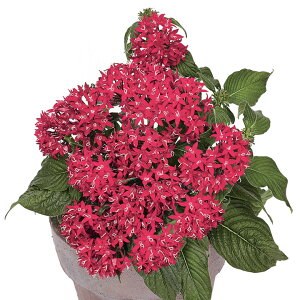   y^X F1OteBbhxxbg ^LCc v ƒ؉ cp Ԃ̂炵  Y t[