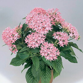 花 種 ペンタス F1グラフティピンク タキイ種苗 プロ向け 家庭菜園 営利用 花のある暮らし 大量 生産 フラワー