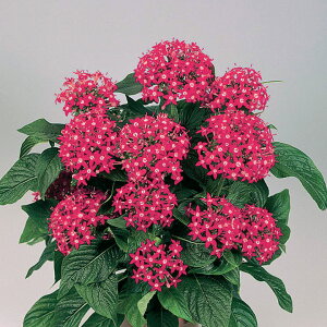   y^X F1OteBuCgbh ^LCc v ƒ؉ cp Ԃ̂炵  Y t[